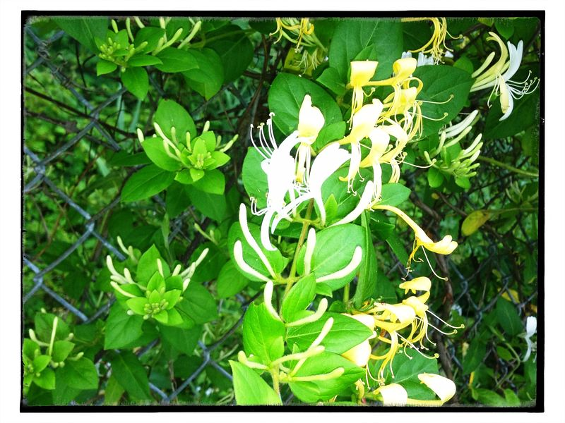 Helmet Full of&nbsp;Honeysuckle