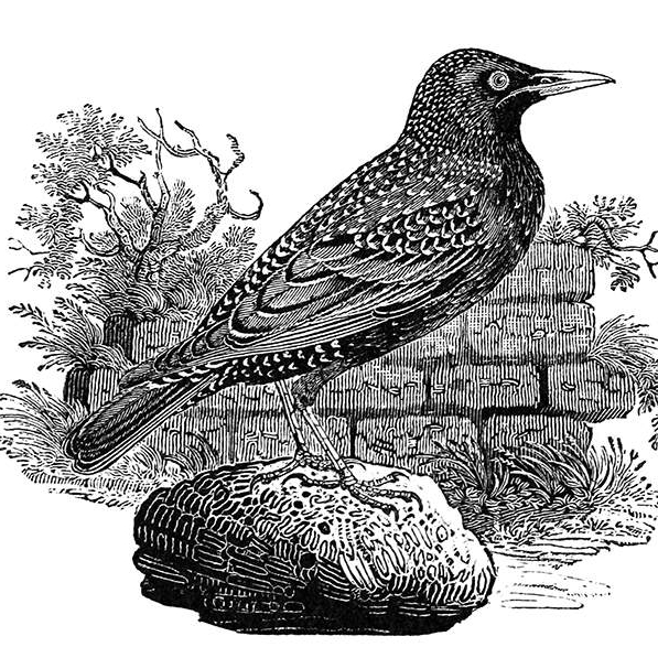 Starling on the&nbsp;Slipstream